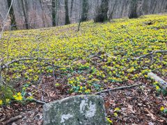 Winterlinge   Wanderung Im Jenaer Rautal 2020 0002